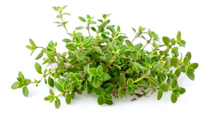 flowering twig thyme spice isolated on white background