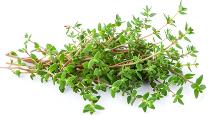 Obraz premium flowering twig thyme spice isolated on white background