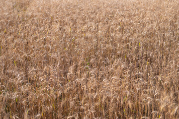 Wheat field. Golden wheat field. Ears of golden wheat background. Agricultural field view on wheat in a picturesque summer scenery. Crop field. Grain harvest. Golden spikelet. Crop yield