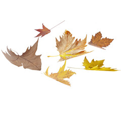 leaves leaf isolated background flying blowing in the air - 3d rendering