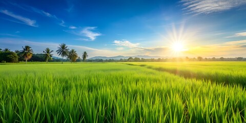 Obraz premium Paddy rice field at the sunny day Green rice field Generative AI