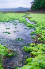 green seaweed growing on coral on the beach