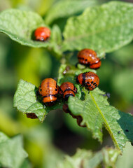 Colorado potato beetle on potato leaves. Close-up