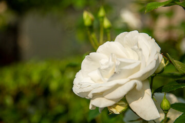 An Elegant White Rose Blossom, Accompanied by Buds, Nestled in Lush Greenery All Around
