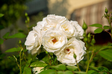 An Elegant White Rose Blossom, Accompanied by Buds, Nestled in Lush Greenery All Around