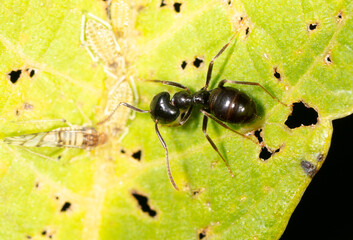 Ants collect aphids on a tree leaf. Macro