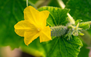 Yellow flowers on a cucumber plant