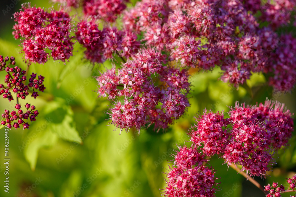 Poster close-up of a pink flower in nature