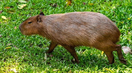 Portrait of a capybara in the zoo