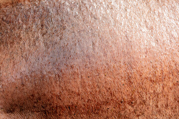 Hippopotamus skin as an abstract background. Texture