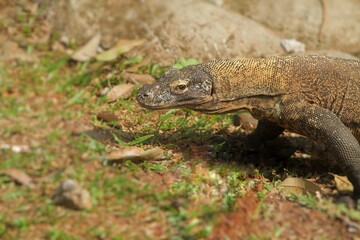 a Komodo dragon crawling on the rocks in the morning