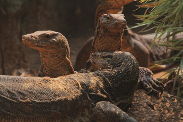 Salvator lizards huddled in the hollow ground