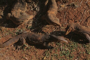 Salvator lizards huddled on the ground on a sunny morning