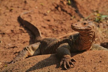 a salvator lizard stalks from a mound in the morning