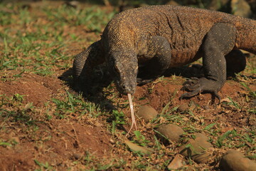 a Komodo dragon crawling on the rocks in the morning