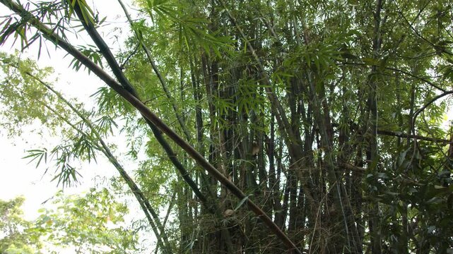 Close up tilt up shot of bamboo tree in nature