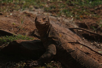 a salvator lizard crawling on the ground on a sunny morning