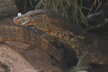 a salvator lizard crawling on the ground on a sunny morning