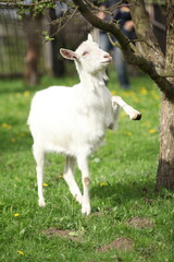 Obraz premium Funny goat with a tree in spring