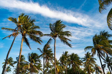 Tropical beach in Miami. Tropical outdoor scene with palm tree. Tropical summer vacation. Exotic nature. Palm tree. Summer vacation in Miami beach, Florida. Palm tree of California. Summer paradise © be free