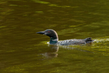 Common Loon (Gavia immer)  on the lake during migration on its way north