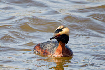 The horned grebe or Slavonian grebe (Podiceps auritus), Male on the lake Michigan