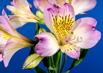 Blooming pink Alstroemeria on a blue background