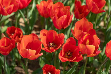 Red tulip close-up. Top view of the tulip.
