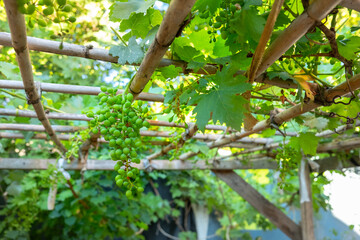 Bunch of unripe grapes hanging on a vine.Grape vine on a pergola made of reed reeds