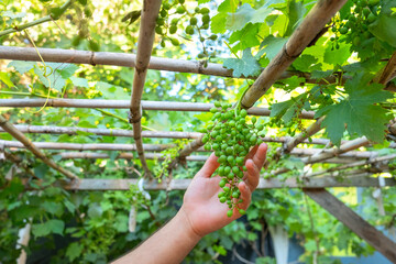 Bunch of unripe grapes hanging on a vine. Grape vine on a pergola made of reed reeds. Young man checks the bunch of grapes with his hand.