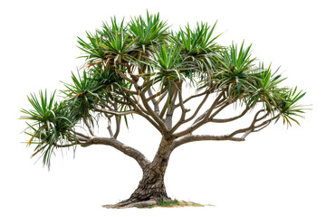 Dragon Tree Isolated