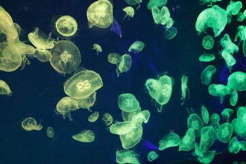 jellyfish