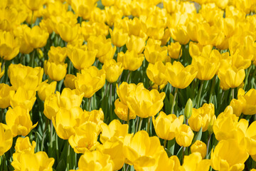 Obraz premium Yellow Tulips. Beautiful yellow colourful background. 