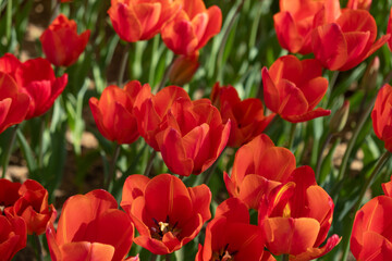 Fototapeta premium Red tulip close-up. Top view of the tulip.