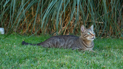 The cat, looking with alert and anxious eyes, is lying on the grass. There is greenery in the background