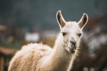 Fototapeta premium Fluffy white llama chewing grass in the sun