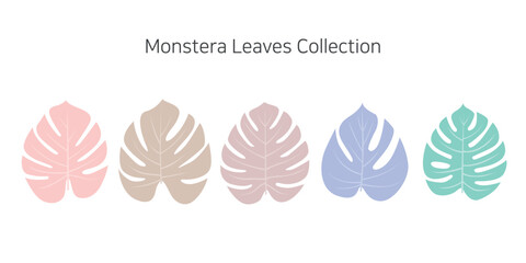 Collection of colorful monstera leaves on a white background. Vector illustration.