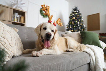 Cute Labrador dog in reindeer horns lying at home on Christmas eve