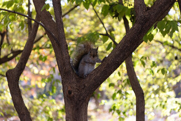 Fototapeta premium Gray squirrel in forest. Eastern gray squirrel outdoor. Wild animal in nature. Squirrel on the tree. Rodent animal fauna. Autumn scene with Sciurus rodent animal. Wildlife nature. Tree squirrel