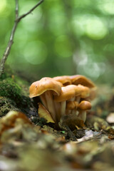 Fototapeta premium Fungi in dense forest