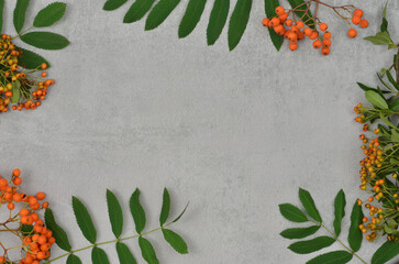 Autumn leaves and mountain ash frame with empty space in the middle to fill with content. Top view, grey background. 