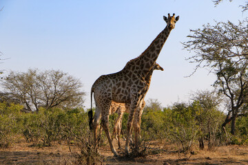 giraffe in the savannah