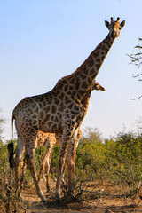 giraffe in the savannah