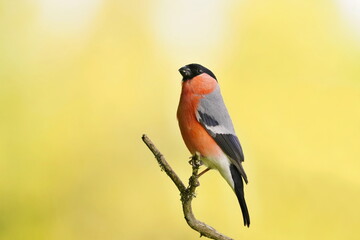 A beautiful male bullfinch sits on a branch.  Pyrrhula pyrrhula