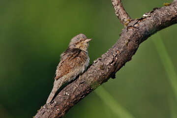 A Eurasian wryneck sits on the branch. Closeup portrait of a Eurasian wryneck. Jynx torquilla