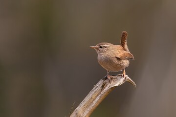 A cute Eurasian wren sits on the branch. (Troglodytes troglodytes). Very small bird. Wildlife scene from czech nature. little brown bird in the nature habitat.