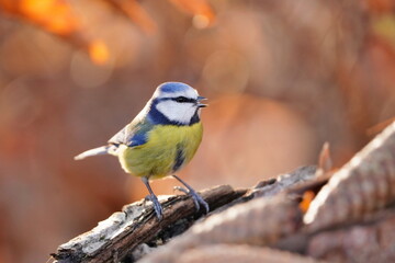 A cute blue tit sits on a piece of a tree bark. Autumn scene with a titmouse.  Cyanistes caeruleus