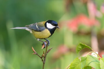 A beautiful great tit sits on the top of tree. Parus major. Closeup portrait of a titmouse.  