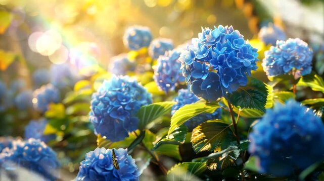Blue Hydrangea blooms with a butterfly in a sunlit garden.