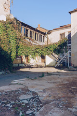 growing virginia creeper inside courtyard of the building